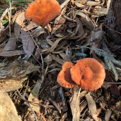 Leratiomyces ceres (Red Woodchip Fungus) at Mount Majura - 15 May 2024 by waltraud