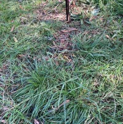 Nassella neesiana (Chilean Needlegrass) at Hackett, ACT - 15 May 2024 by waltraud