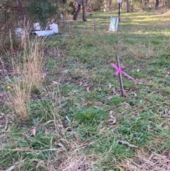 Nassella neesiana at Mount Majura - 15 May 2024 10:20 AM