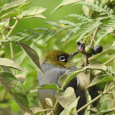 Zosterops lateralis (Silvereye) at Wingecarribee Local Government Area - 1 May 2024 by GlossyGal