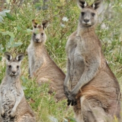 Macropus giganteus (Eastern Grey Kangaroo) at Sutton Street Crown Reserve Berrima - 1 May 2024 by GlossyGal