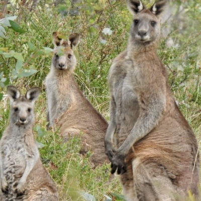 Macropus giganteus (Eastern Grey Kangaroo) at Sutton Street Crown Reserve Berrima - 1 May 2024 by GlossyGal