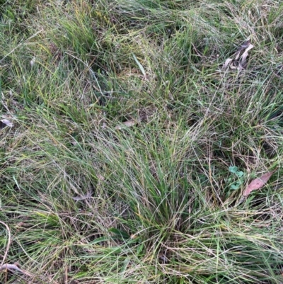 Nassella neesiana (Chilean Needlegrass) at Mount Majura - 15 May 2024 by waltraud