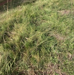 Nassella neesiana (Chilean Needlegrass) at Hackett, ACT - 15 May 2024 by waltraud