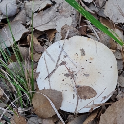 Unidentified Cap on a stem; gills below cap [mushrooms or mushroom-like] at Lake Burley Griffin West - 17 May 2024 by Mike