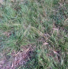 Nassella neesiana (Chilean Needlegrass) at Hackett, ACT - 15 May 2024 by waltraud