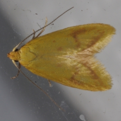 Aeolothapsa malacella (A Concealer moth) at WendyEM's place - 26 Oct 2013 by WendyEM