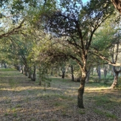 Quercus suber (Cork Oak) at Yarralumla, ACT - 17 May 2024 by Mike