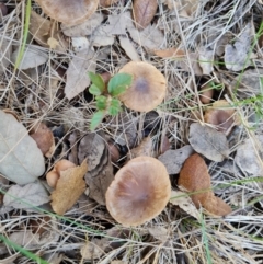 Unverified Cap on a stem; gills below cap [mushrooms or mushroom-like] at Lake Burley Griffin West - 17 May 2024 by Mike