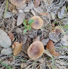 Unidentified Cap on a stem; gills below cap [mushrooms or mushroom-like] at Lake Burley Griffin West - 17 May 2024 by Mike