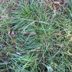 Nassella neesiana (Chilean Needlegrass) at Mount Majura - 15 May 2024 by waltraud