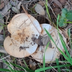 Unidentified Cap on a stem; gills below cap [mushrooms or mushroom-like] at Lake Burley Griffin West - 17 May 2024 by Mike