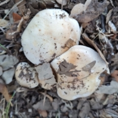 Unidentified Cap on a stem; gills below cap [mushrooms or mushroom-like] at Lake Burley Griffin West - 17 May 2024 by Mike