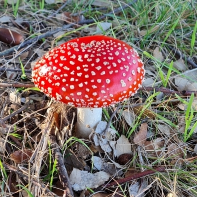 Amanita muscaria (Fly Agaric) at Yarralumla, ACT - 17 May 2024 by Mike