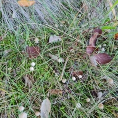 Unidentified Cap on a stem; gills below cap [mushrooms or mushroom-like] at Yarralumla, ACT - 17 May 2024 by Mike