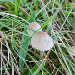 zz agaric (stem; gills white/cream) at Lake Burley Griffin West - 17 May 2024 03:19 PM