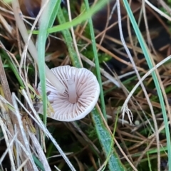 zz agaric (stem; gills white/cream) at Lake Burley Griffin West - 17 May 2024 03:19 PM