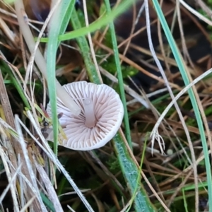 zz agaric (stem; gills white/cream) at Lake Burley Griffin West - 17 May 2024