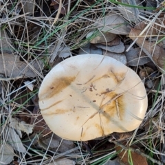 Hebeloma sp. at Lake Burley Griffin West - 17 May 2024 by Mike