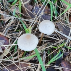 Unidentified Cap on a stem; gills below cap [mushrooms or mushroom-like] at Yarralumla, ACT - 17 May 2024 by Mike