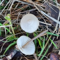 zz agaric (stem; gills white/cream) at Lake Burley Griffin West - 17 May 2024 03:15 PM