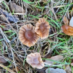 Unidentified Cap on a stem; gills below cap [mushrooms or mushroom-like] at Yarralumla, ACT - 17 May 2024 by Mike