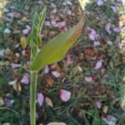 Urochloa panicoides (Urochloa Grass) at Dunlop, ACT - 12 May 2024 by Delegascribble