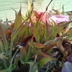 Urochloa panicoides at Jarramlee Pond - 13 May 2024