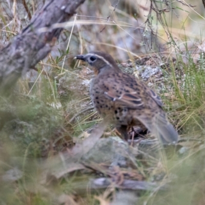 Cinclosoma punctatum (Spotted Quail-thrush) at Tharwa, ACT - 10 May 2024 by BenHarvey