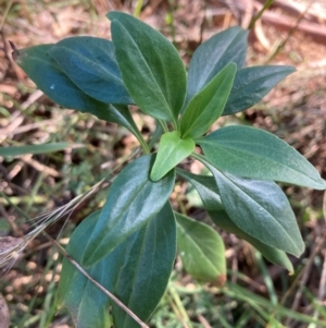 Centranthus ruber at Mount Ainslie - 17 May 2024