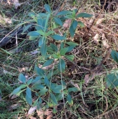 Centranthus ruber at Mount Ainslie - 17 May 2024 11:07 AM