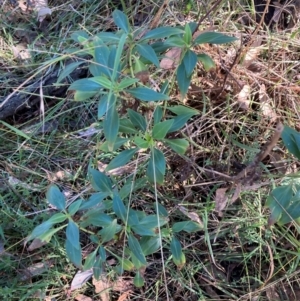 Centranthus ruber at Mount Ainslie - 17 May 2024