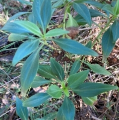 Centranthus ruber at Mount Ainslie - 17 May 2024