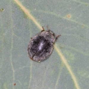 Trachymela sp. (genus) at Hawker, ACT - 27 Mar 2024