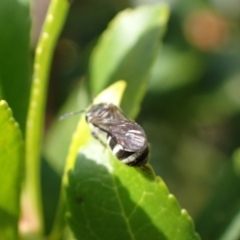 Lasioglossum sp. (genus) at Murrumbateman, NSW - 16 May 2024