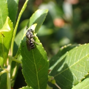 Lasioglossum sp. (genus) at Murrumbateman, NSW - 16 May 2024