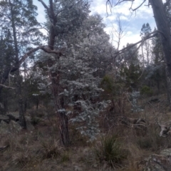 Eucalyptus cinerea subsp. cinerea (Argyle Apple) at Cooma North Ridge Reserve - 17 May 2024 by mahargiani