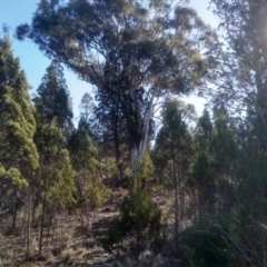 Eucalyptus mannifera (Brittle Gum) at Cooma, NSW - 17 May 2024 by mahargiani