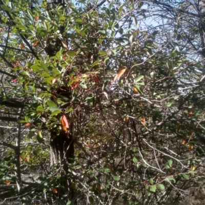 Cotoneaster glaucophyllus (Cotoneaster) at Cooma North Ridge Reserve - 17 May 2024 by mahargiani