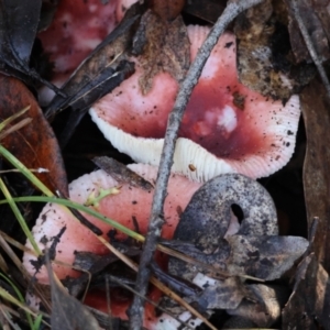 Russula persanguinea at QPRC LGA - 17 May 2024