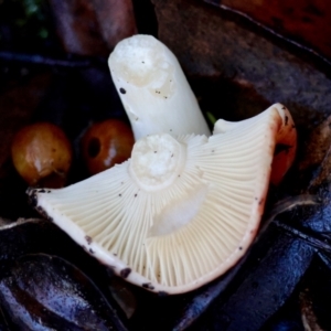 Russula persanguinea at QPRC LGA - suppressed