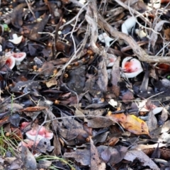 Russula persanguinea at QPRC LGA - 17 May 2024