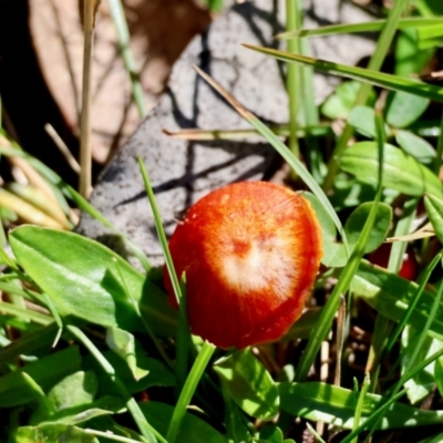 Hygrocybe sp. ‘red’ (A Waxcap) at QPRC LGA - 17 May 2024 by LisaH