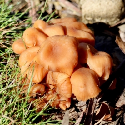 Marasmius at Mongarlowe, NSW - 17 May 2024 by LisaH