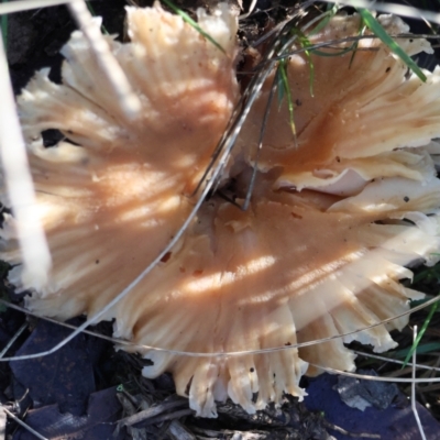 Unidentified Fungus at Mongarlowe, NSW - 17 May 2024 by LisaH