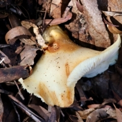 Unidentified Fungus at Mongarlowe, NSW - 17 May 2024 by LisaH