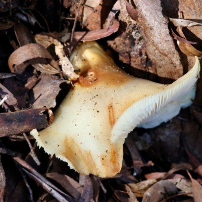 Unverified Fungus at  - suppressed by LisaH