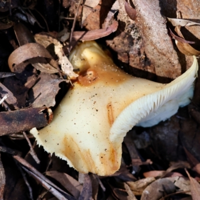 Unidentified Fungus at Mongarlowe River - 17 May 2024 by LisaH