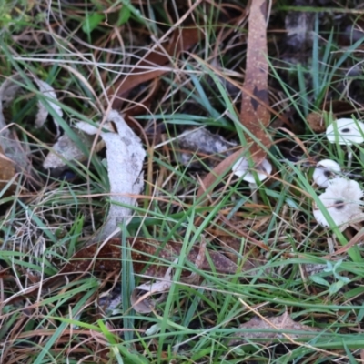Unverified Fungus at  - suppressed by LisaH