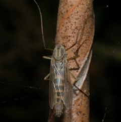 Chironomidae (family) (Non-biting Midge) at WendyM's farm at Freshwater Ck. - 29 Apr 2023 by WendyEM